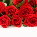 red free roses picture