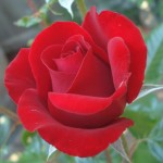 top free roses picture