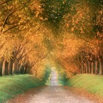 lovely autumn desktop wallpaper