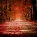 red autumn desktop wallpaper