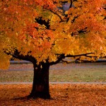 yellow autumn desktop wallpaper