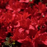 nice red flower picture