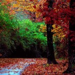 colorful autumn desktop wallpaper