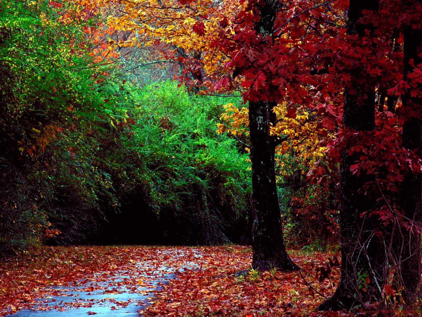 colorful autumn desktop wallpaper