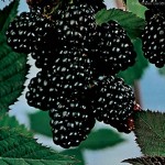best blackberry fruit wallpaper