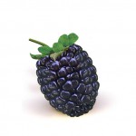 one blackberry fruit wallpaper