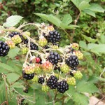 fantastic blackberry fruit wallpaper