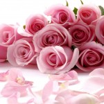 pink free roses picture