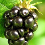 digital blackberry fruit wallpaper