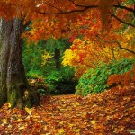 colorful leaves fall desktop wallpaper
