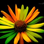 sunflower best desktop wallpaper