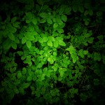 hd green wallpaper