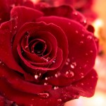 super red rose wallpaper