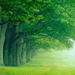 green free wallpaper download