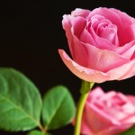 pink rose background