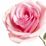 Pink Rose Wallpapers 7