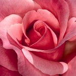 awesome pink rose wallpaper