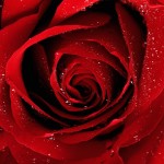 rose red wallpaper