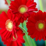 mind blowing red flower picture