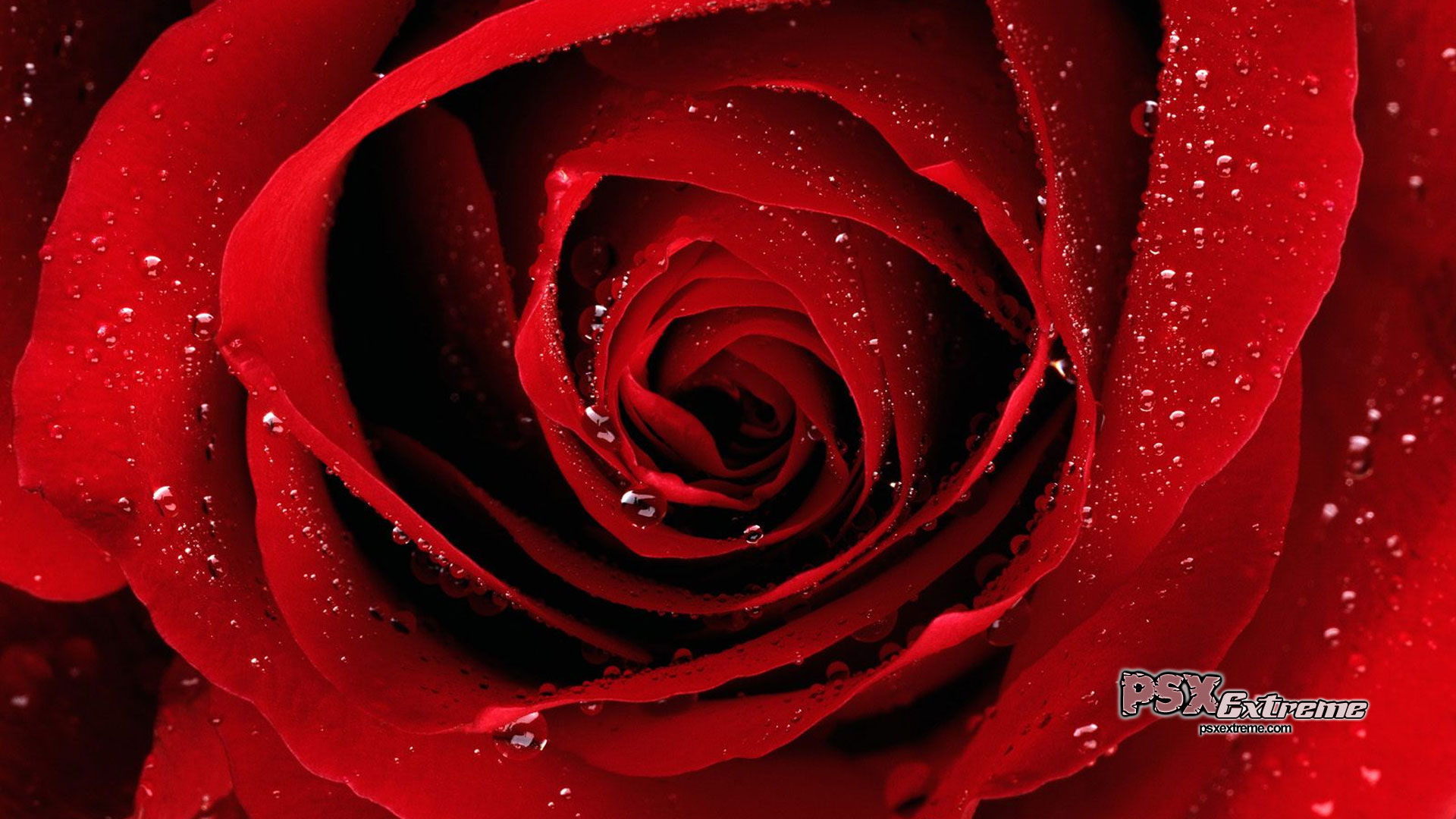 open red rose wallpaper
