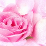 digital pink rose wallpaper