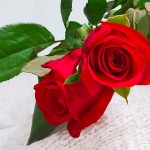 red roses wallpaper hd