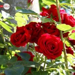 fantastic free roses picture