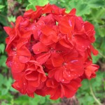 animated red flower picture