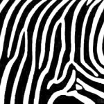 fractal zebra wallpaper hd