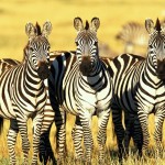 three zebra wallpaper hd