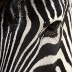 amazing-zebra-wallpaper