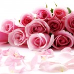 nice roses wallpaper hd