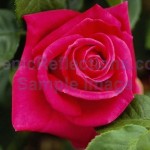pink free roses picture