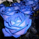 blue free roses picture