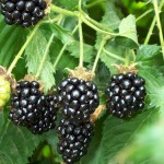 lovely blackberry fruit wallpaper