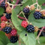 great blackberry fruit wallpaper