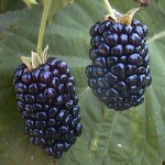 art blackberry fruit wallpaper