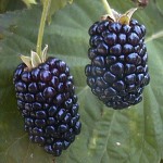 art blackberry fruit wallpaper