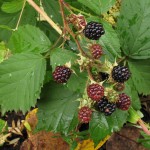 different blackberry fruit wallpaper