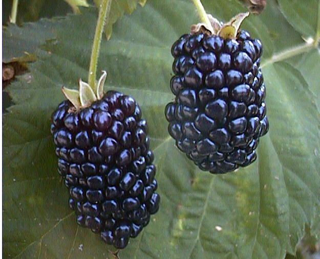 art blackberry fruit wallpaper