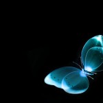 wonderful butterfly wallpaper