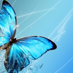 nature butterfly wallpaper