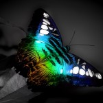 abstrack butterfly wallpaper