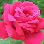 nice pink rose wallpaper