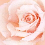 white rose background