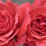 top free roses picture