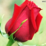 one red flower picture