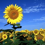 sun flower free spring wallpaper