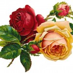 colorful free roses picture