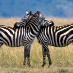 free zebra wallpaper hd